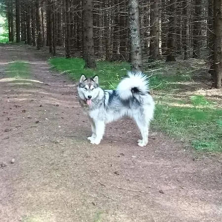 Salu Summer Semesterbostad *